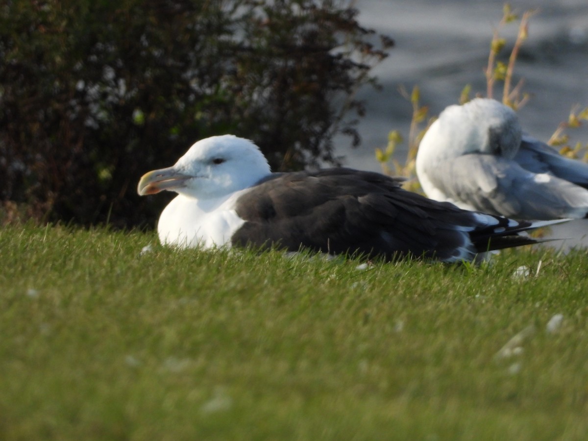 Great Black-backed Gull - ML491889001