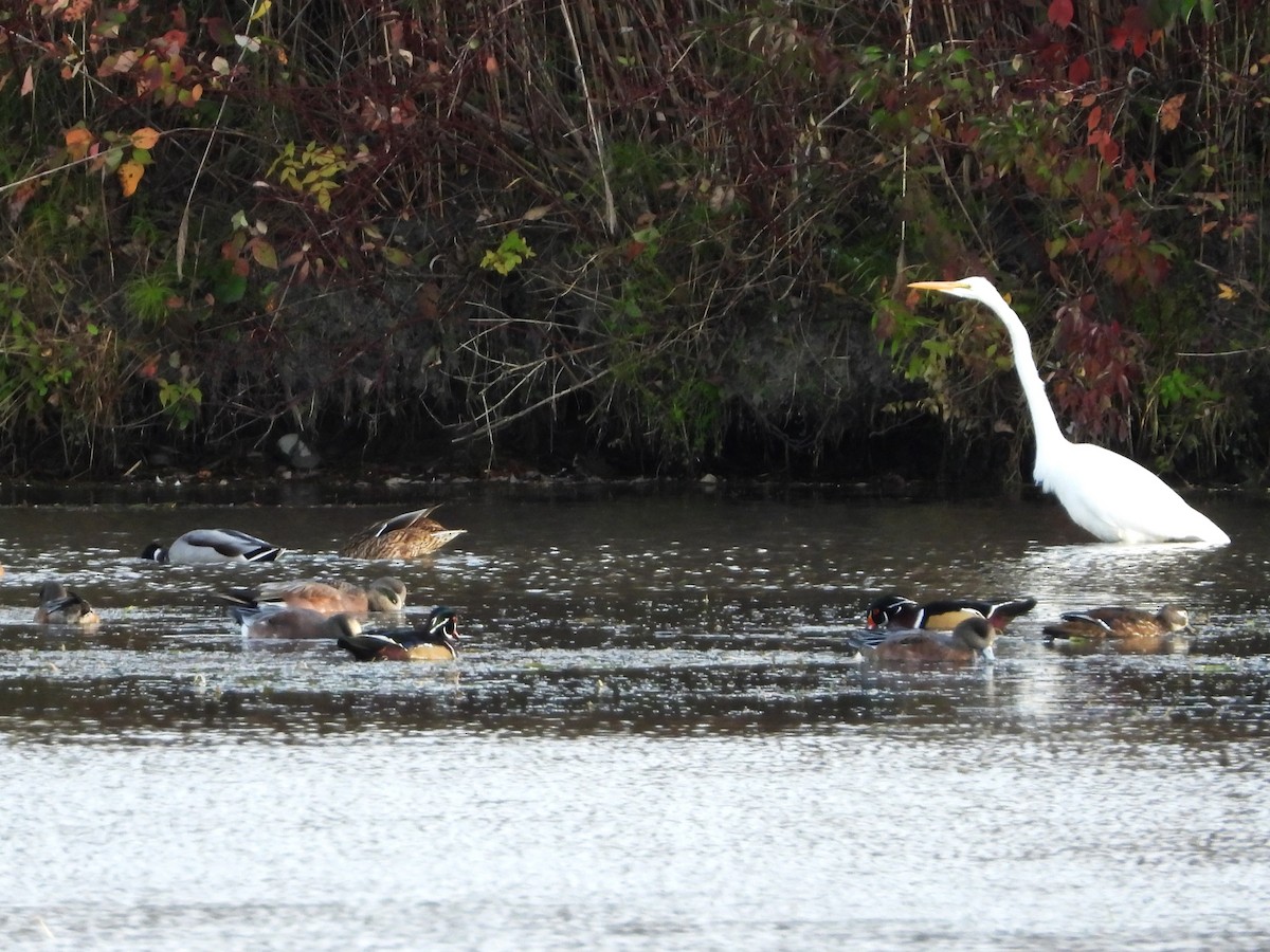 Great Egret - ML491889171