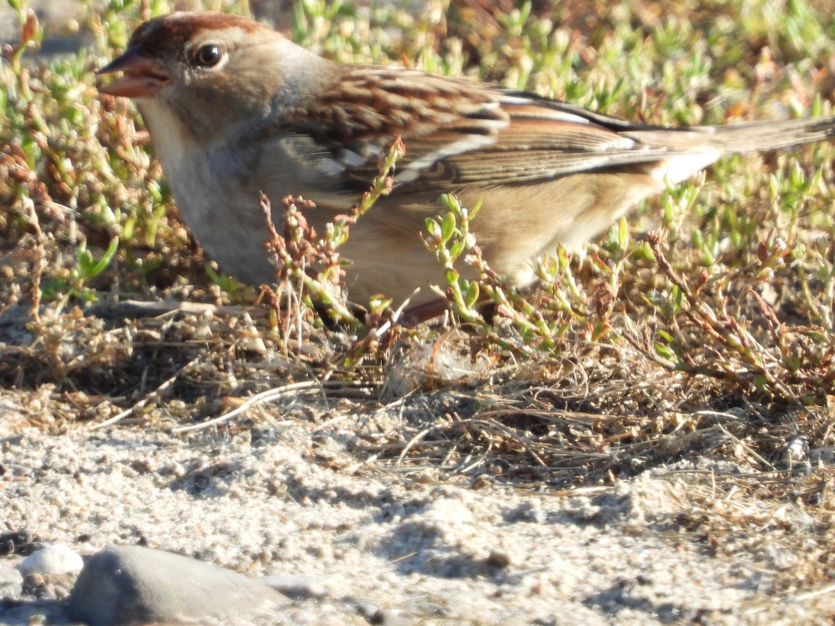 White-crowned Sparrow - ML491889391