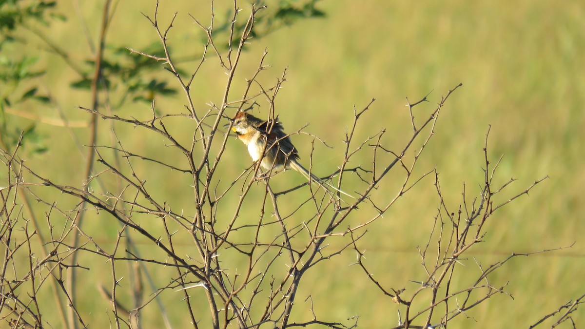 Chotoy Spinetail - ML491889451