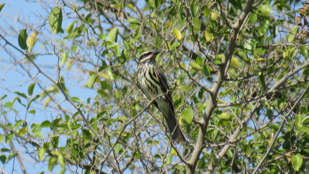 Streaked Flycatcher - ML491890061