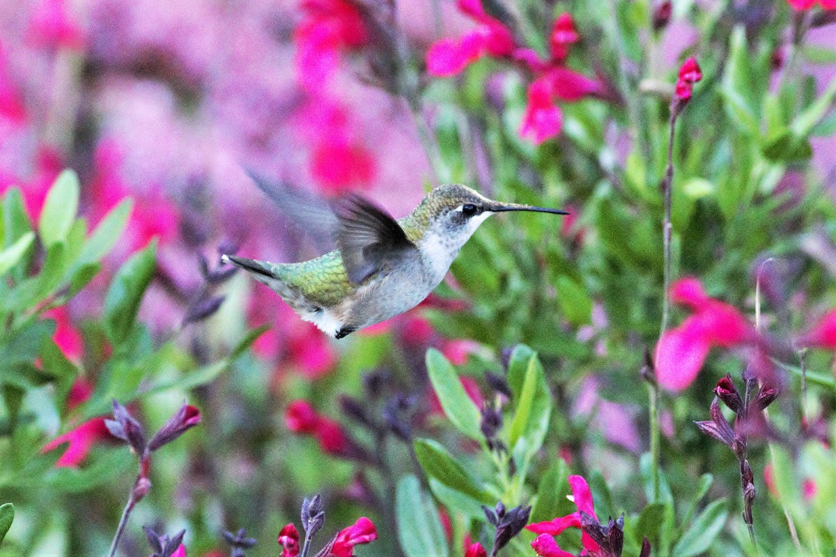 Ruby-throated Hummingbird - ML491890111
