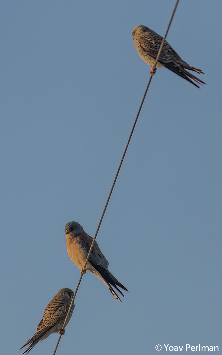 Lesser Kestrel - ML491890551