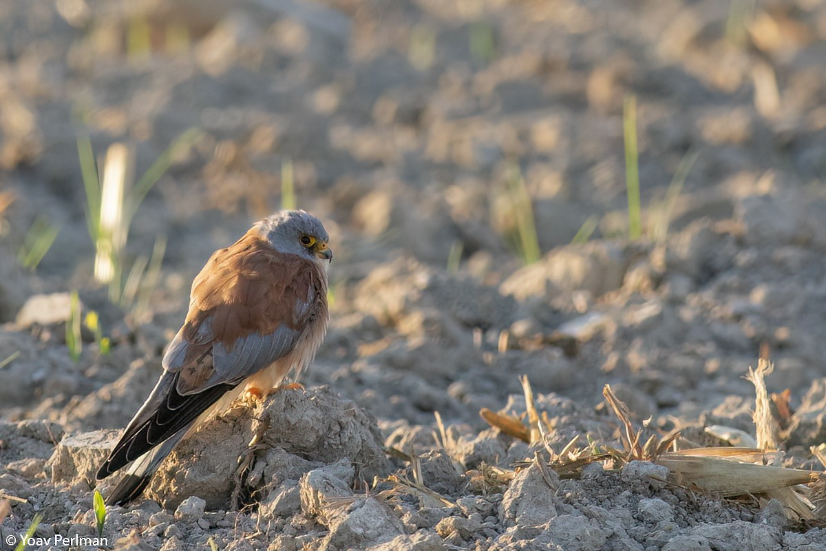 Lesser Kestrel - Yoav Perlman