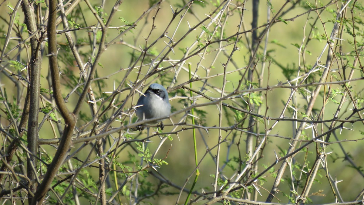 Masked Gnatcatcher - ML491890631