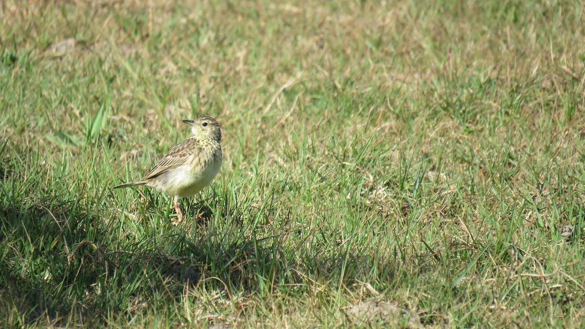 Yellowish Pipit - Patricio Cowper Coles