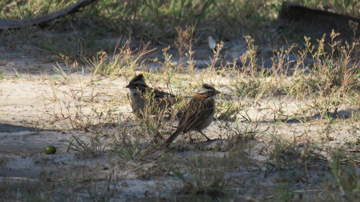 Rufous-collared Sparrow - ML491891101