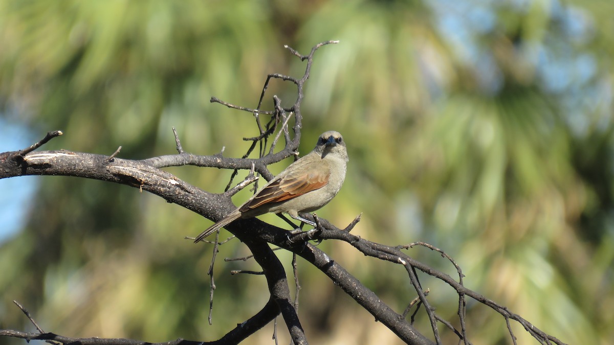 Grayish Baywing - ML491891361