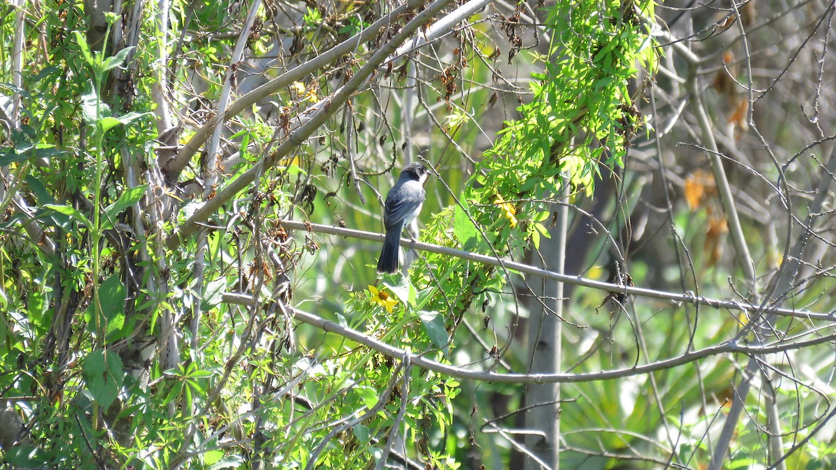 Black-capped Warbling Finch - Patricio Cowper Coles