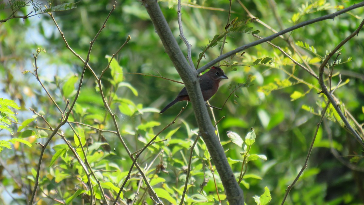 Red-crested Finch - ML491892241