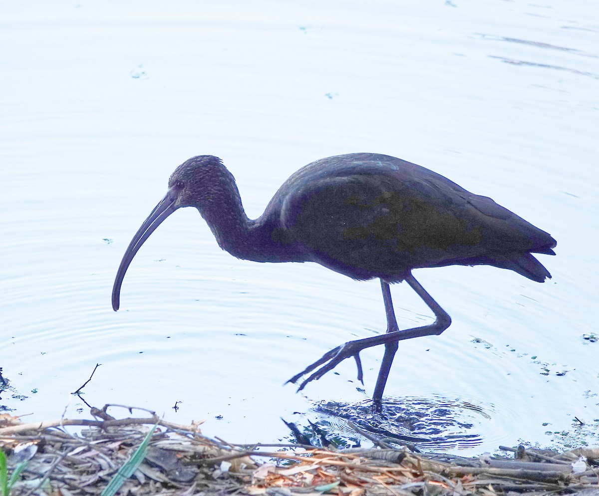 White-faced Ibis - Mary Jo Hayes