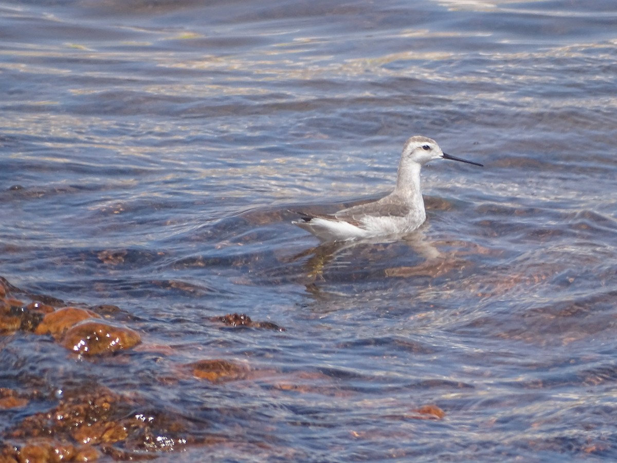 Falaropo Tricolor - ML491894161