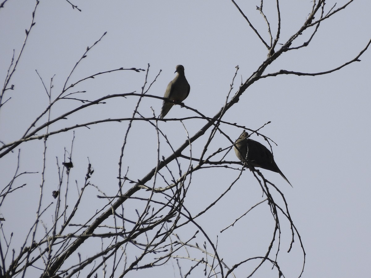 Mourning Dove - ML491895561