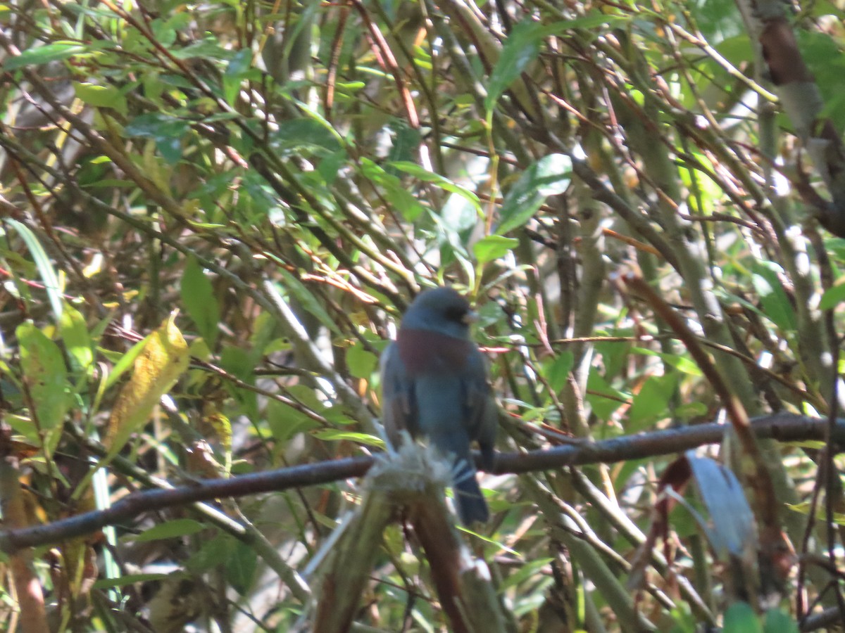 Junco Ojioscuro (caniceps) - ML491897941