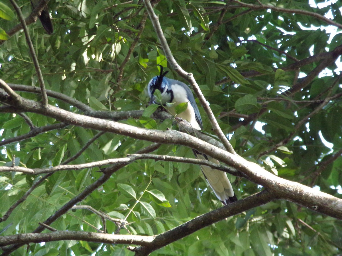 White-throated Magpie-Jay - ML491898251