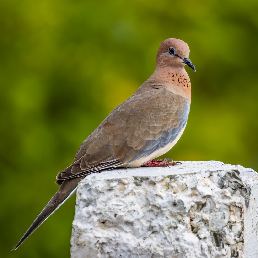 Laughing Dove - ML491898761