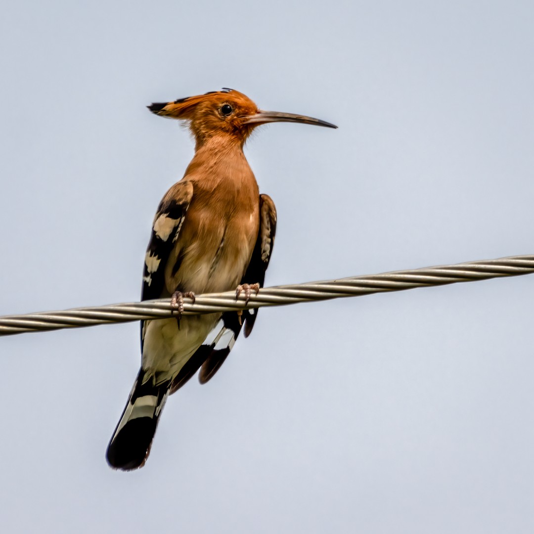 Common Hoopoe - ML491898821