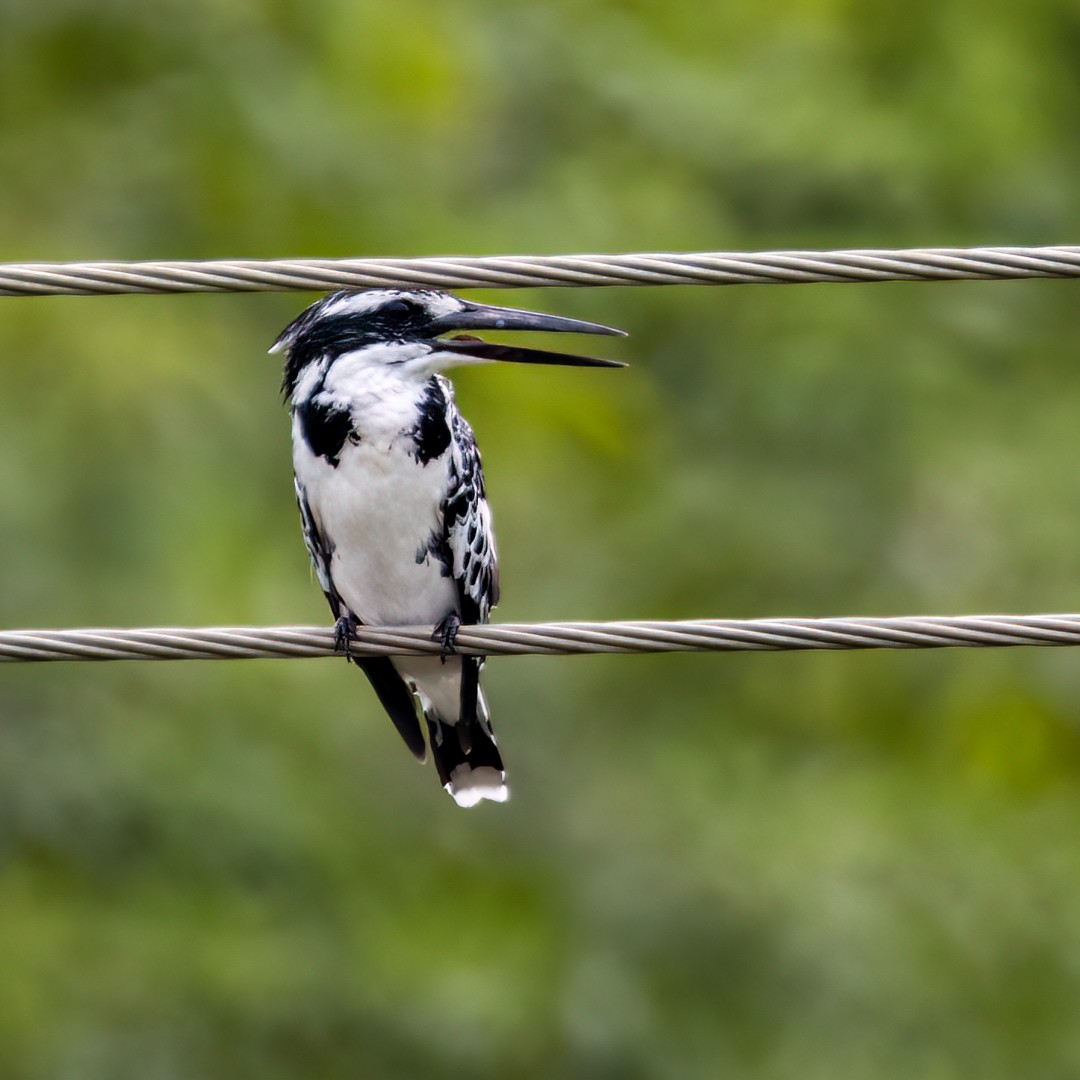 Pied Kingfisher - ML491898871
