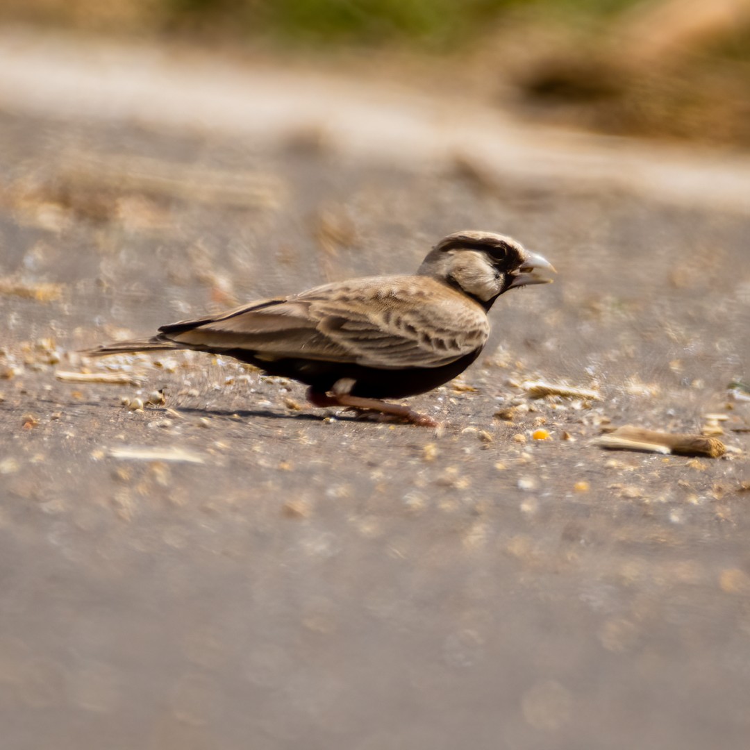 Ashy-crowned Sparrow-Lark - ML491898931