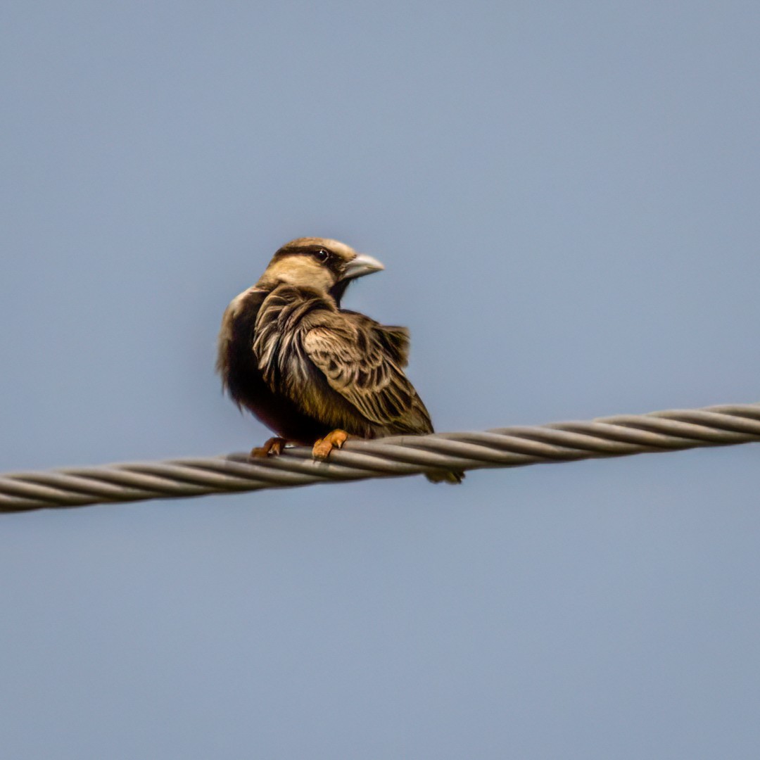 Ashy-crowned Sparrow-Lark - ML491898941