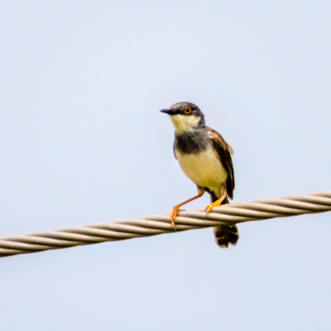 Gray-breasted Prinia - ML491898991