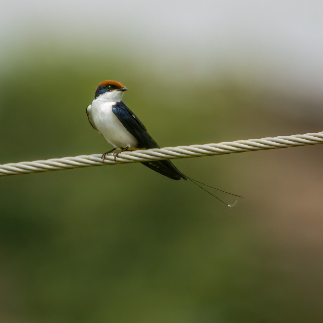 Wire-tailed Swallow - ML491899061