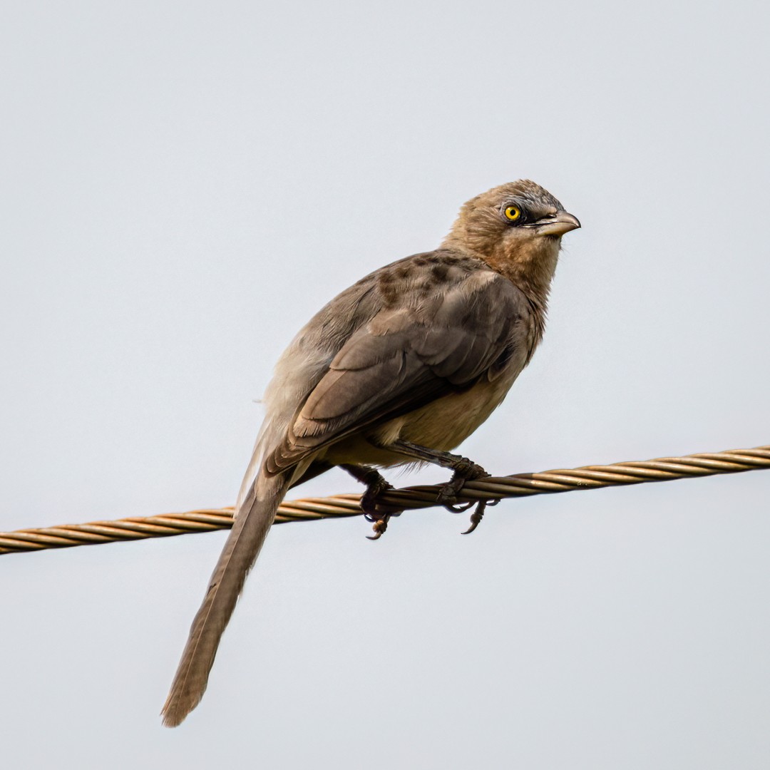 Large Gray Babbler - ML491899181