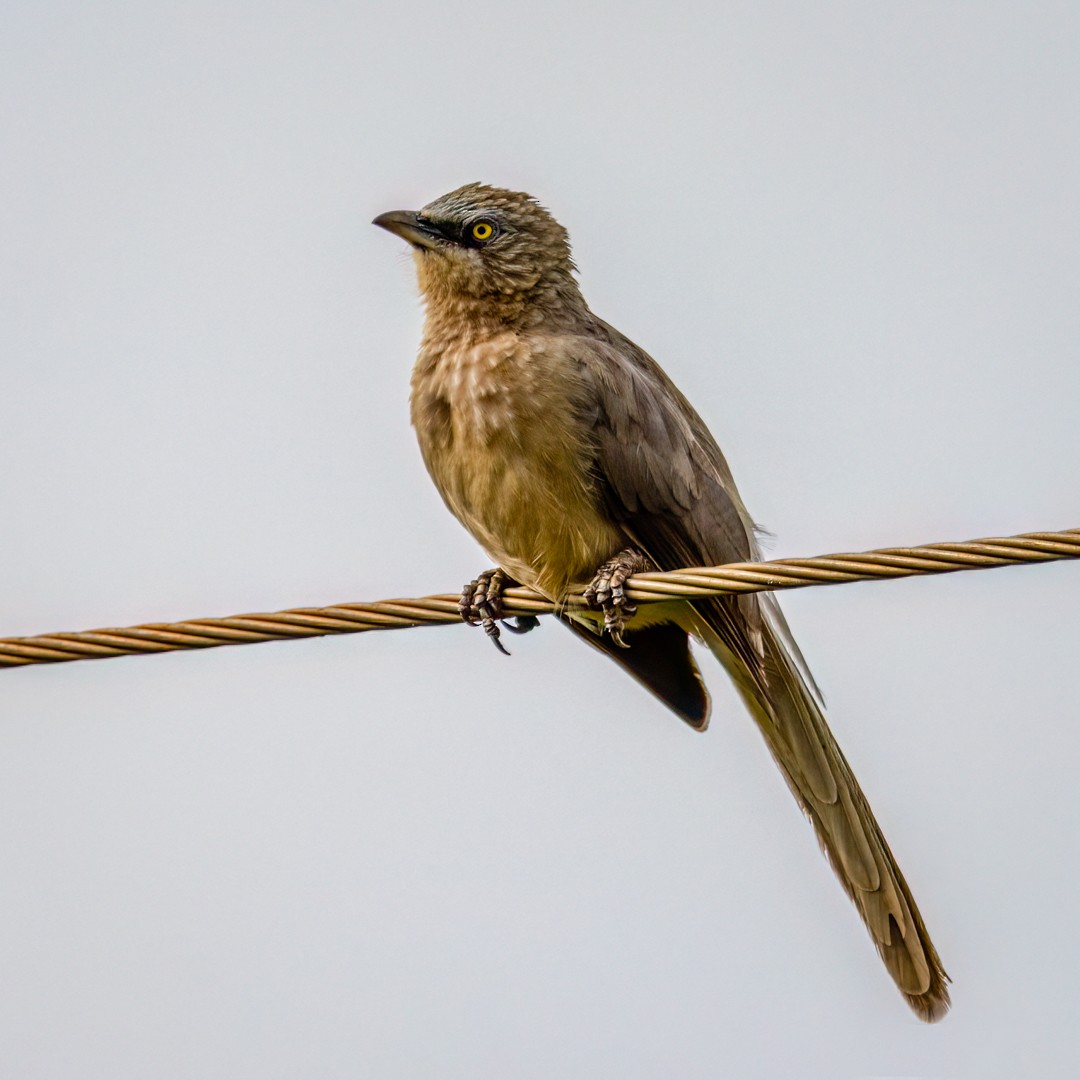 Large Gray Babbler - ML491899191