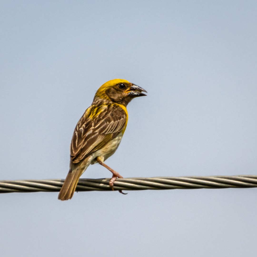 Baya Weaver - ML491899221