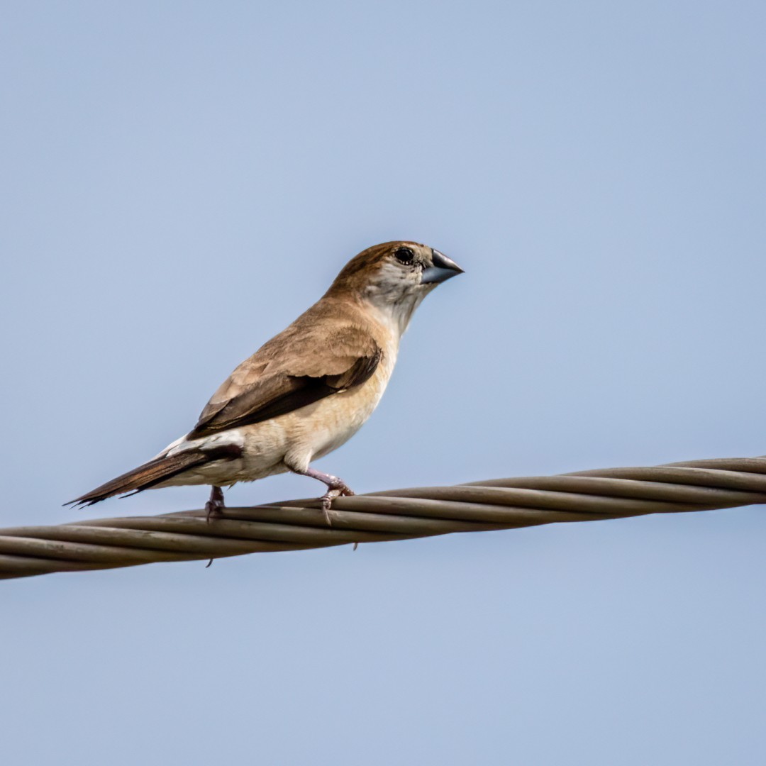 Indian Silverbill - ML491899261