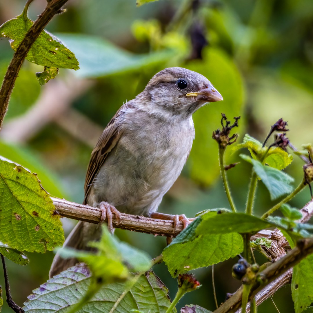 House Sparrow - ML491899301