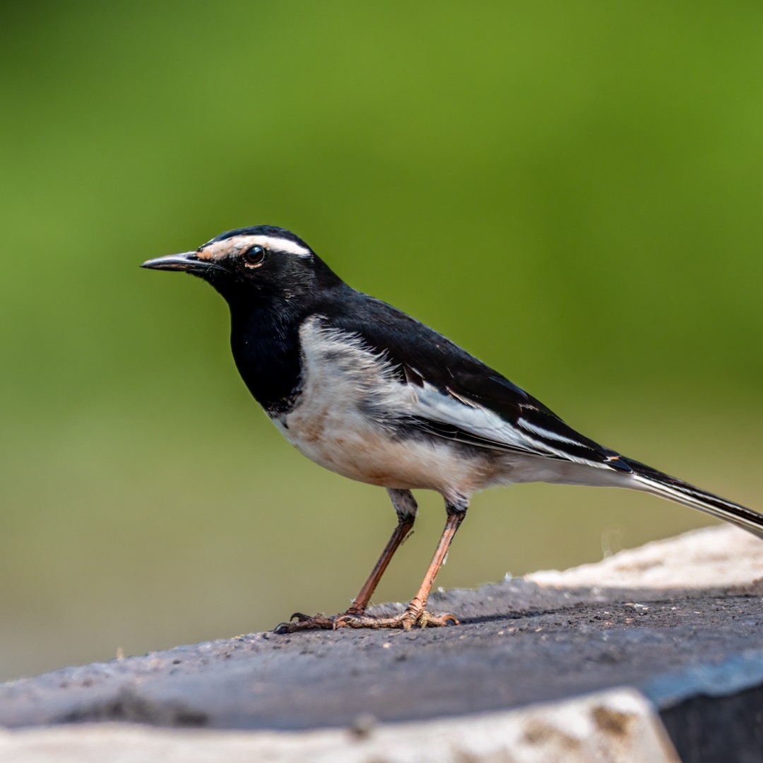 White-browed Wagtail - ML491899351