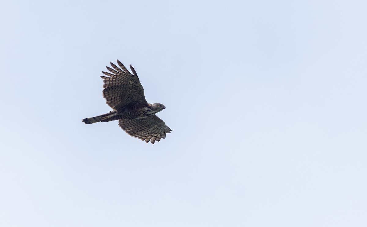 Pinsker's Hawk-Eagle - Forest Botial-Jarvis