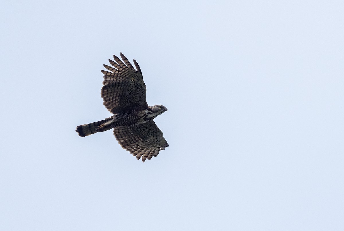 Águila de Pinsker - ML491899781