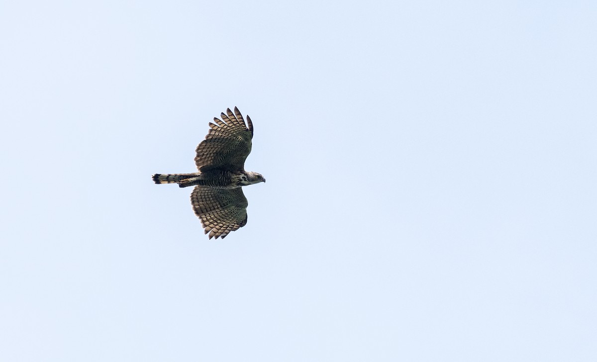 Pinsker's Hawk-Eagle - Forest Botial-Jarvis