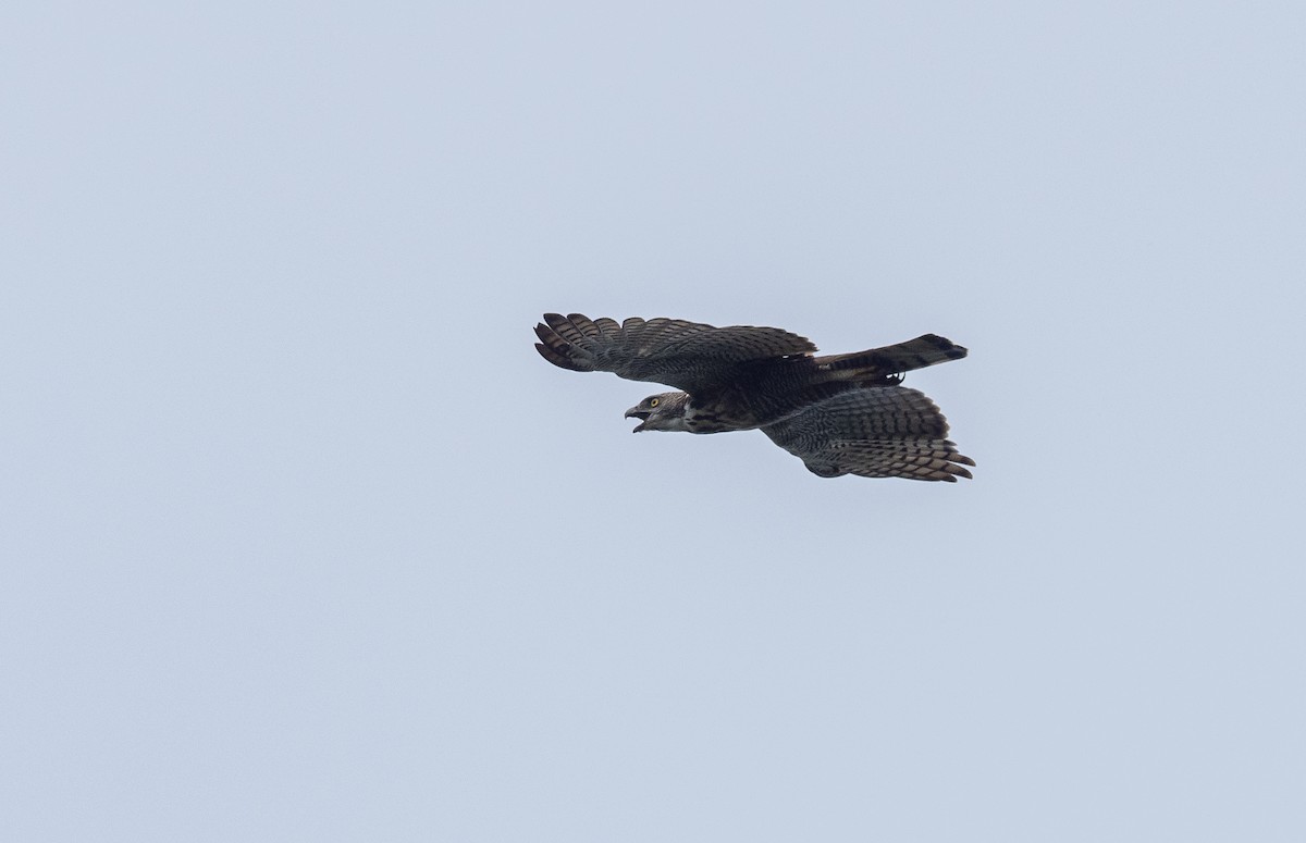 Pinsker's Hawk-Eagle - ML491899801