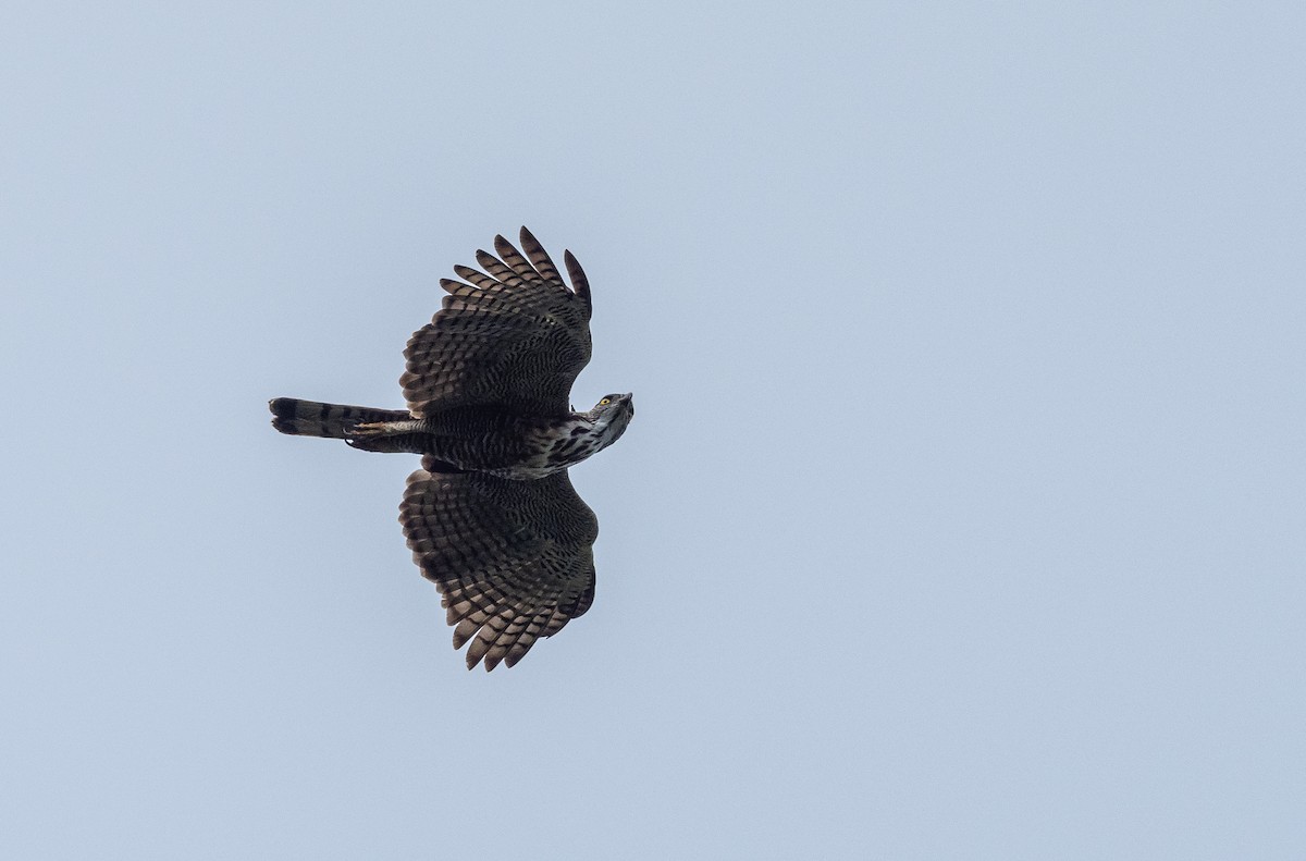 Pinsker's Hawk-Eagle - Forest Botial-Jarvis