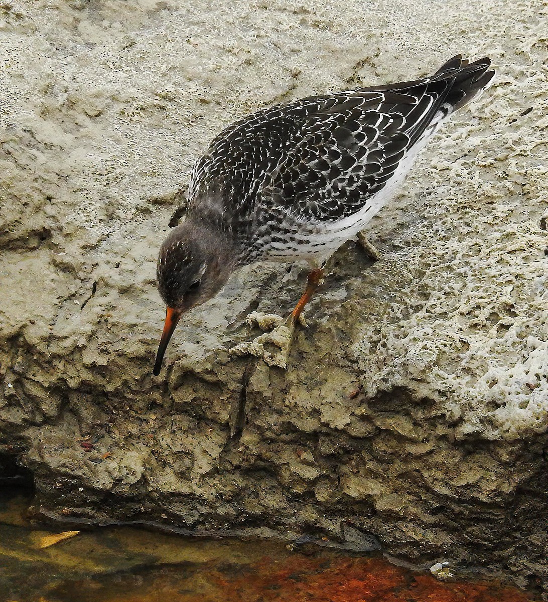 Purple Sandpiper - ML491899831