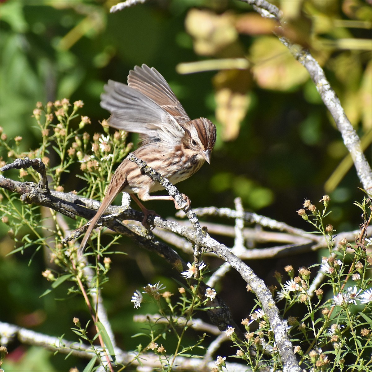 Song Sparrow - ML491902181