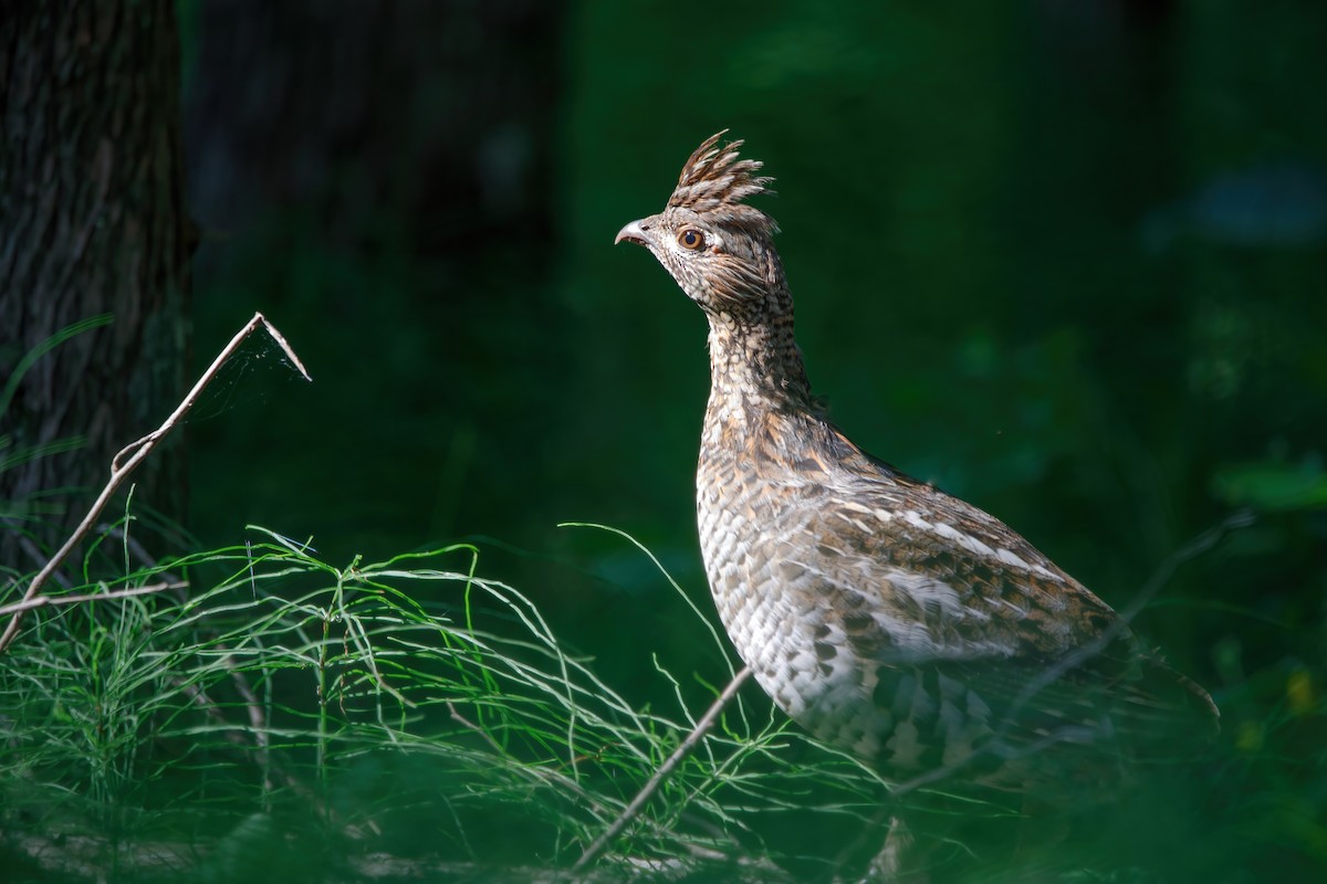Ruffed Grouse - ML491902481