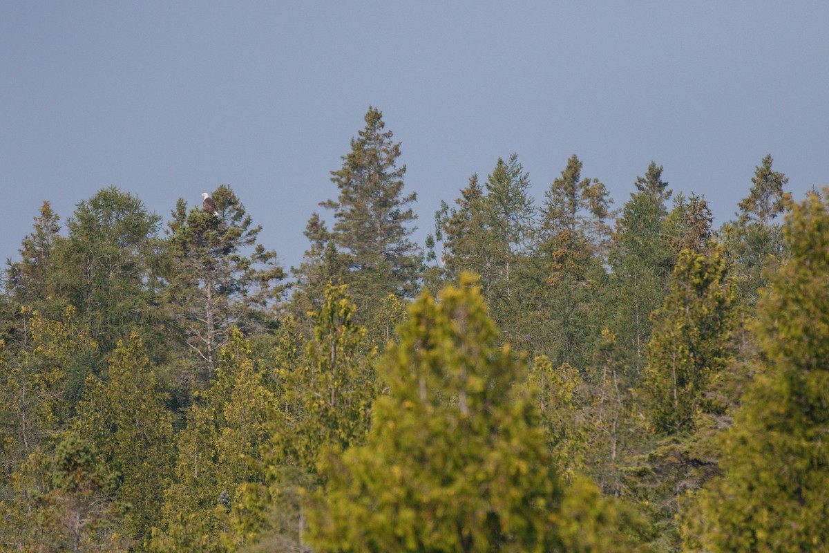Bald Eagle - ML491902571