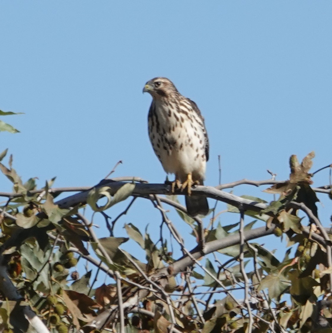Broad-winged Hawk - ML491904531