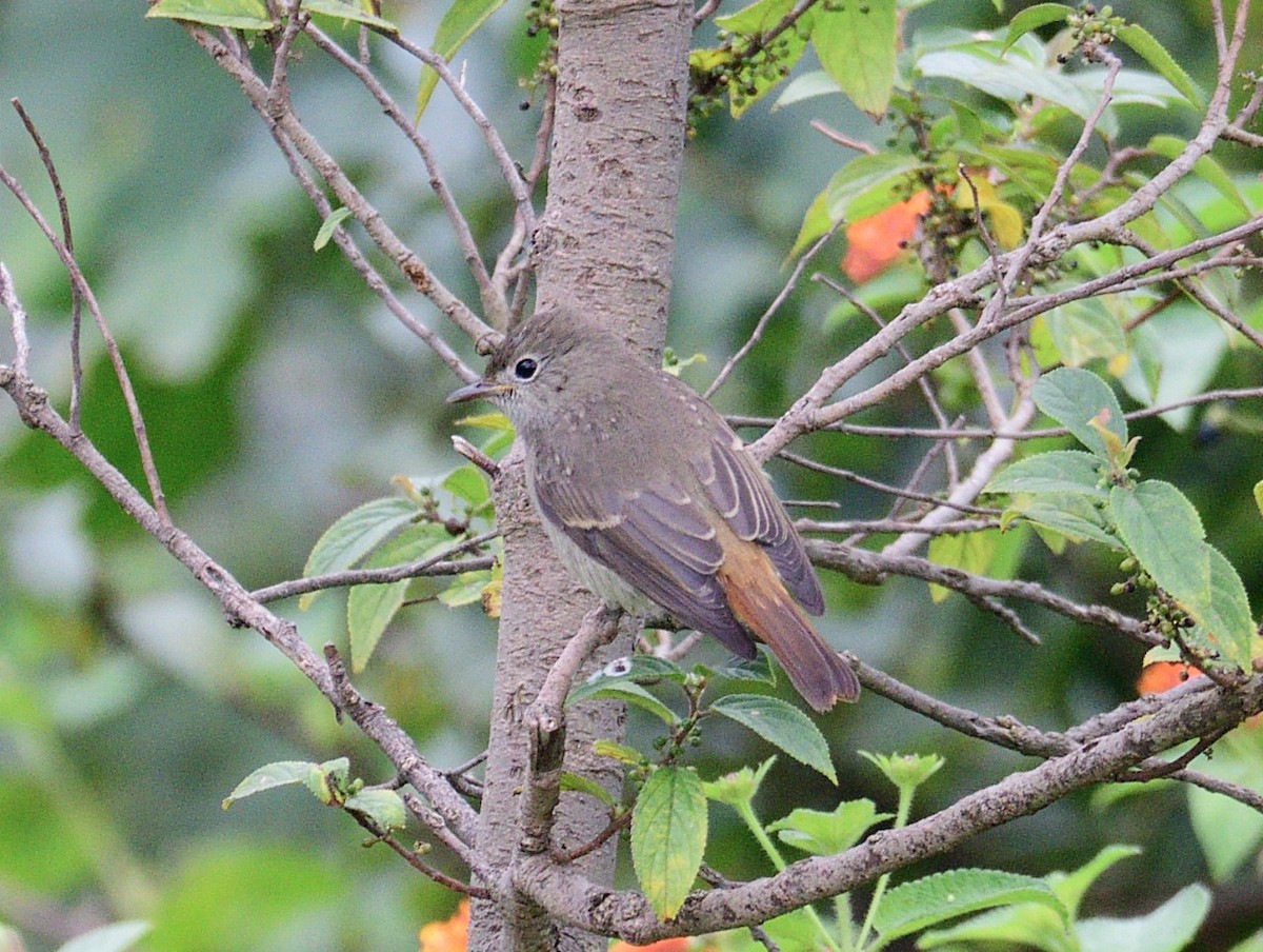 Rusty-tailed Flycatcher - ML491904761