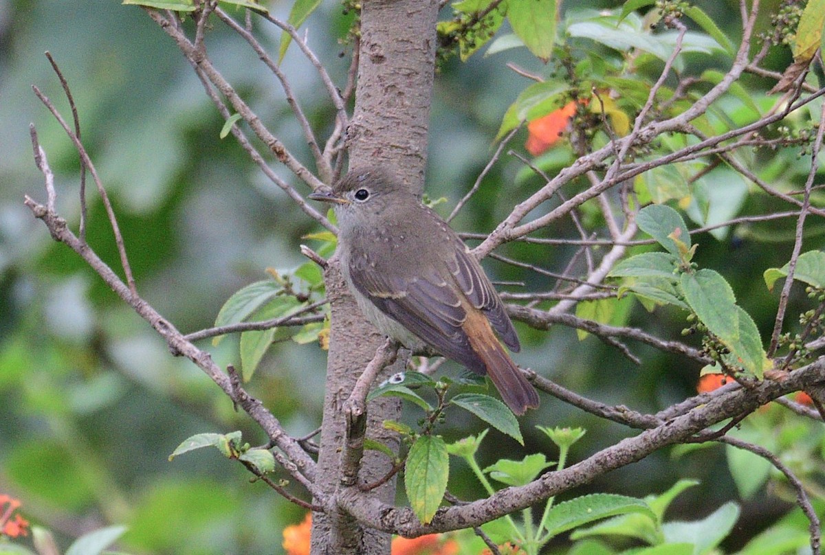 Rusty-tailed Flycatcher - ML491904771