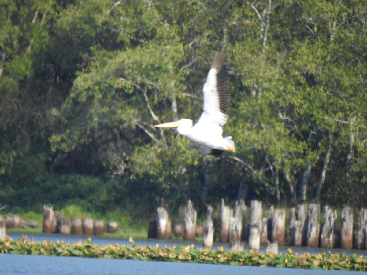 American White Pelican - ML491906221