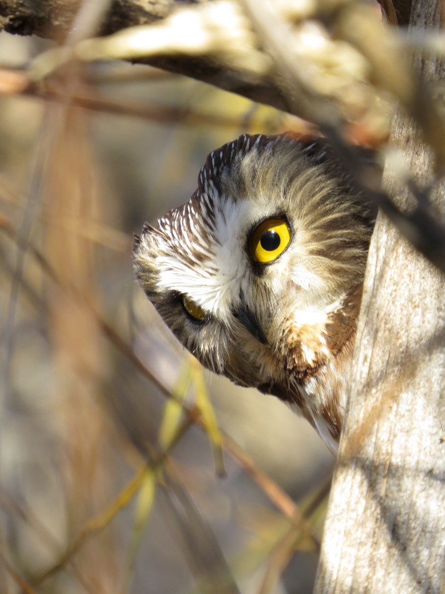 Northern Saw-whet Owl - ML49190701