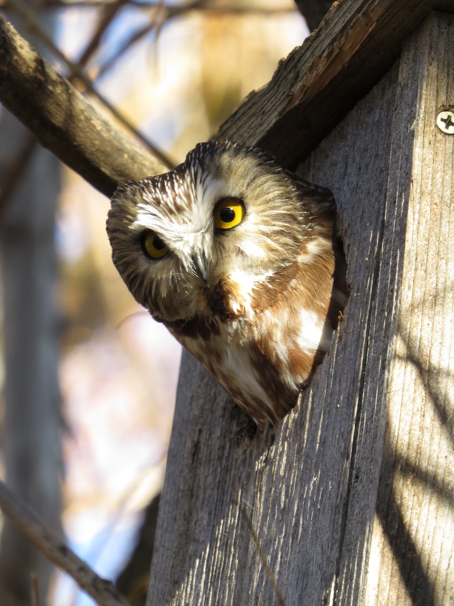 Northern Saw-whet Owl - ML49190711