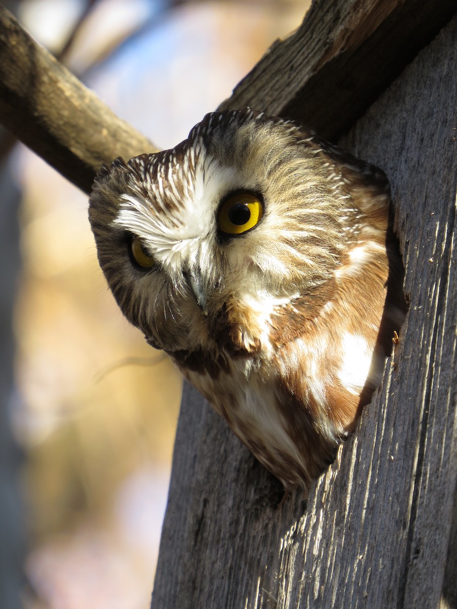 Northern Saw-whet Owl - ML49190731