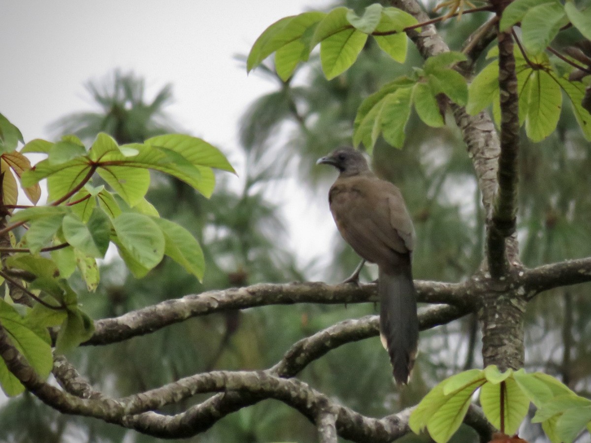 Chachalaca Norteña - ML491908091