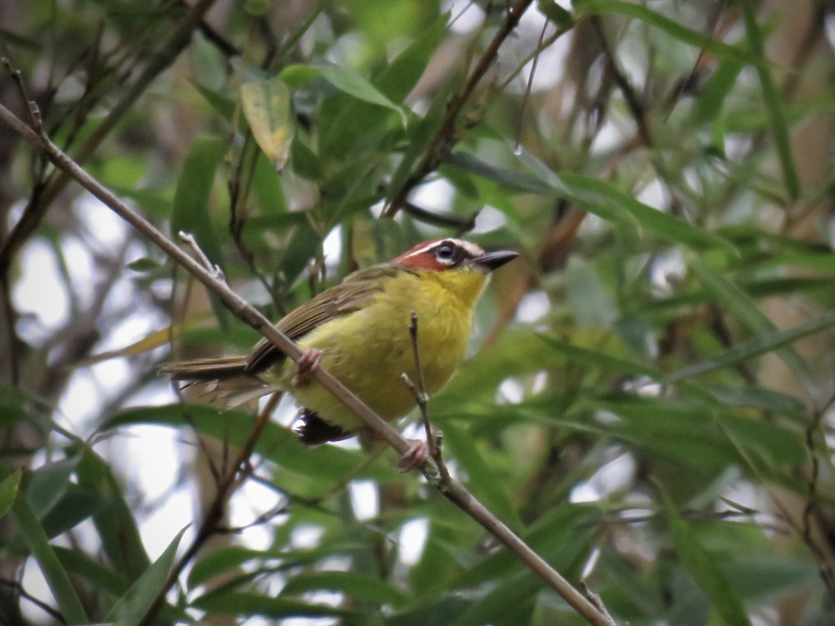 Chestnut-capped Warbler - Samuel Keener